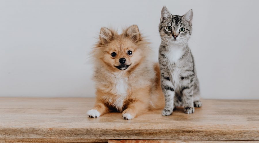 Canva - Dog and Cat Sitting on Wooden Surface
