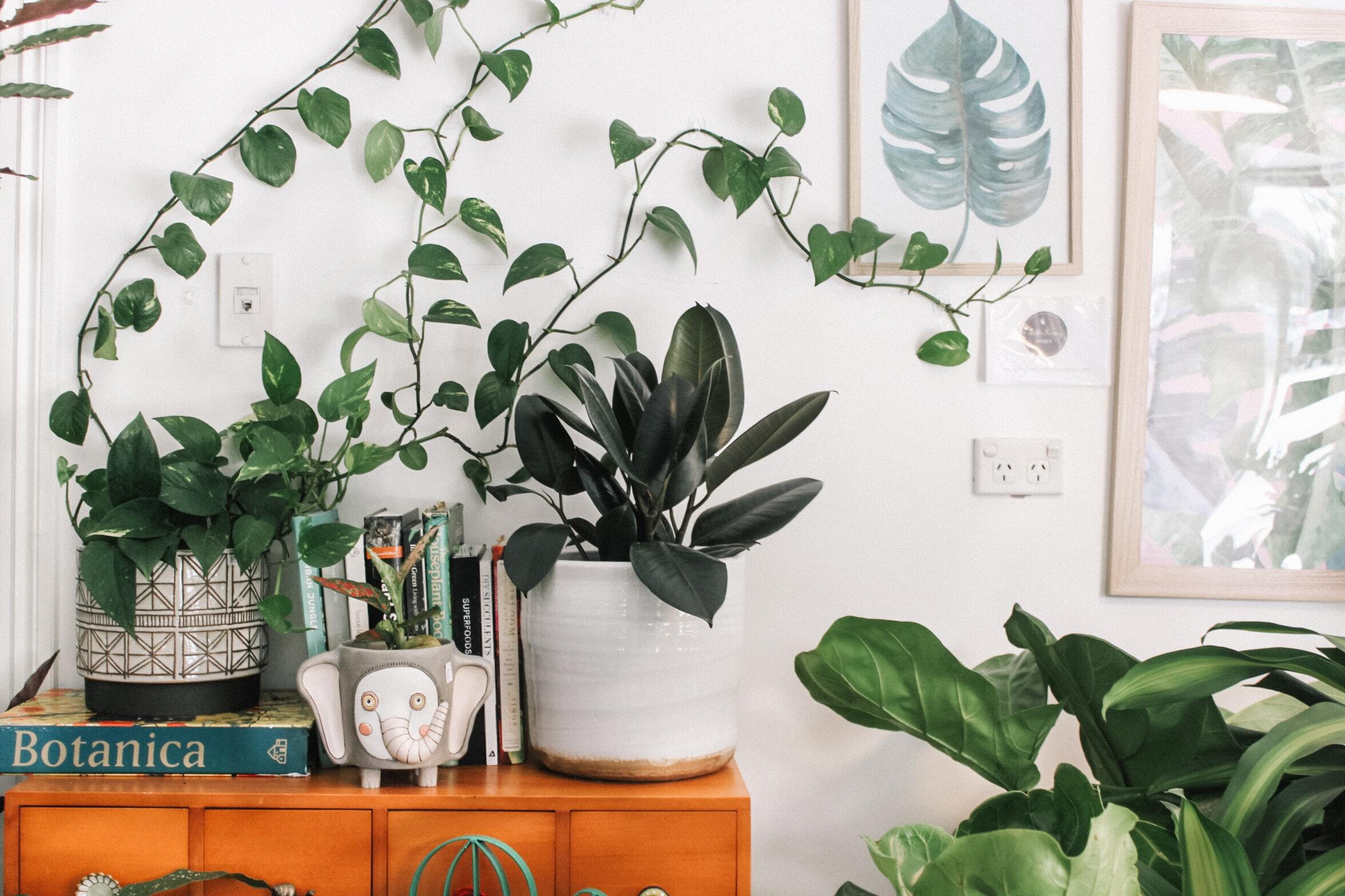 plants inside an apartment